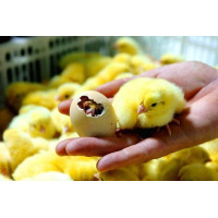 Інфрачервона плівка для обігріву брудера. Тепла підлога для курчат